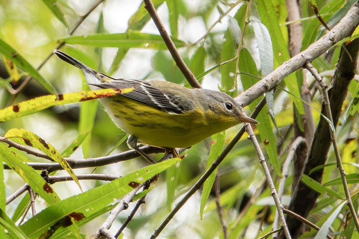 Magnolia Warbler - Vic Laubach