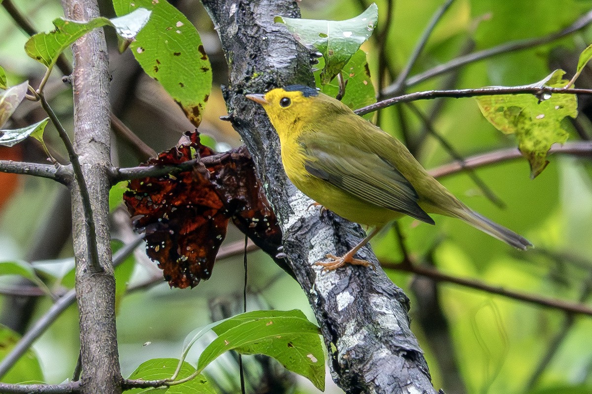 Wilson's Warbler - ML624168279