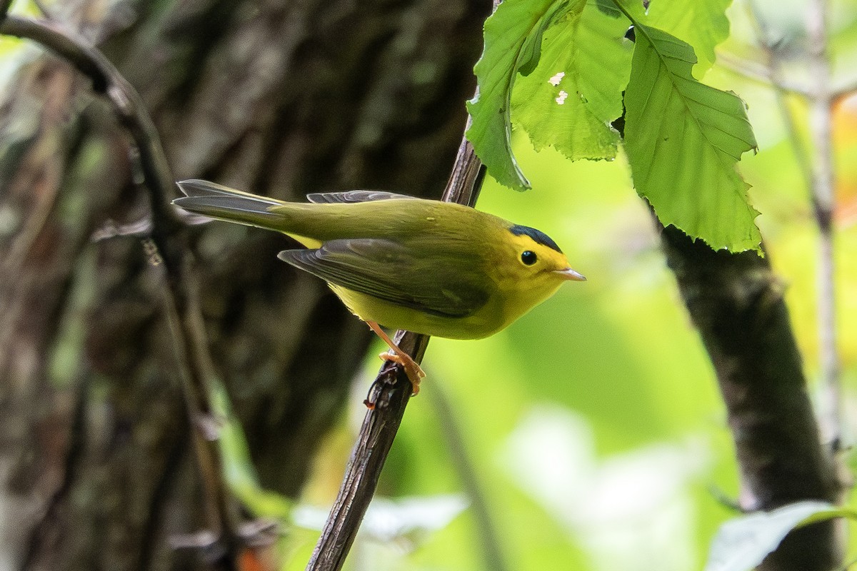 Wilson's Warbler - ML624168280