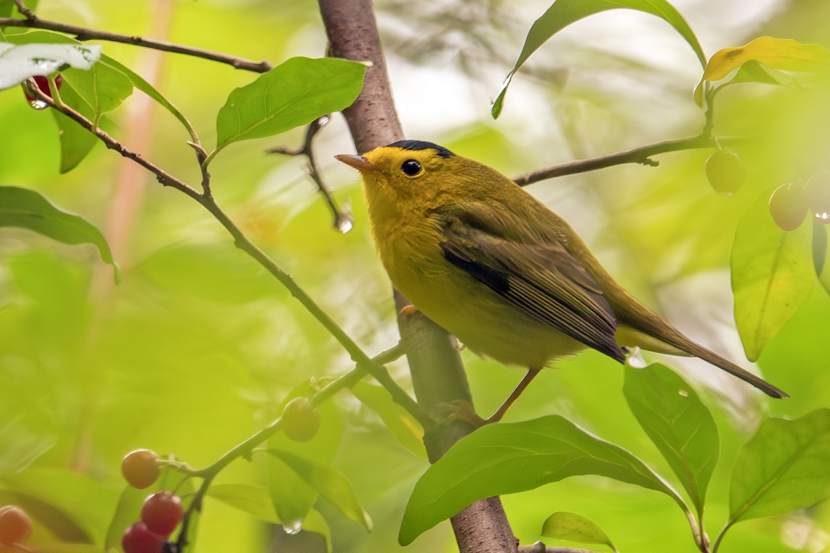 Wilson's Warbler - ML624168281