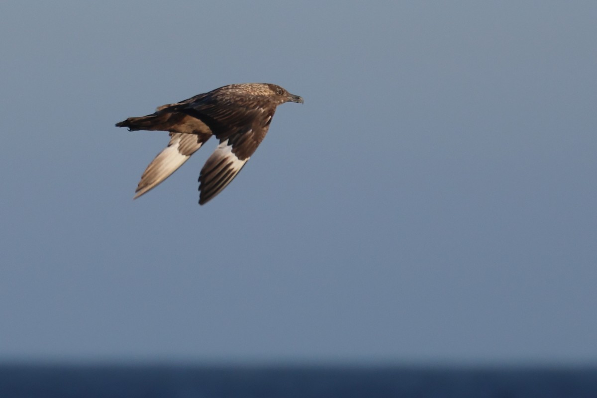 Great Skua - António Gonçalves