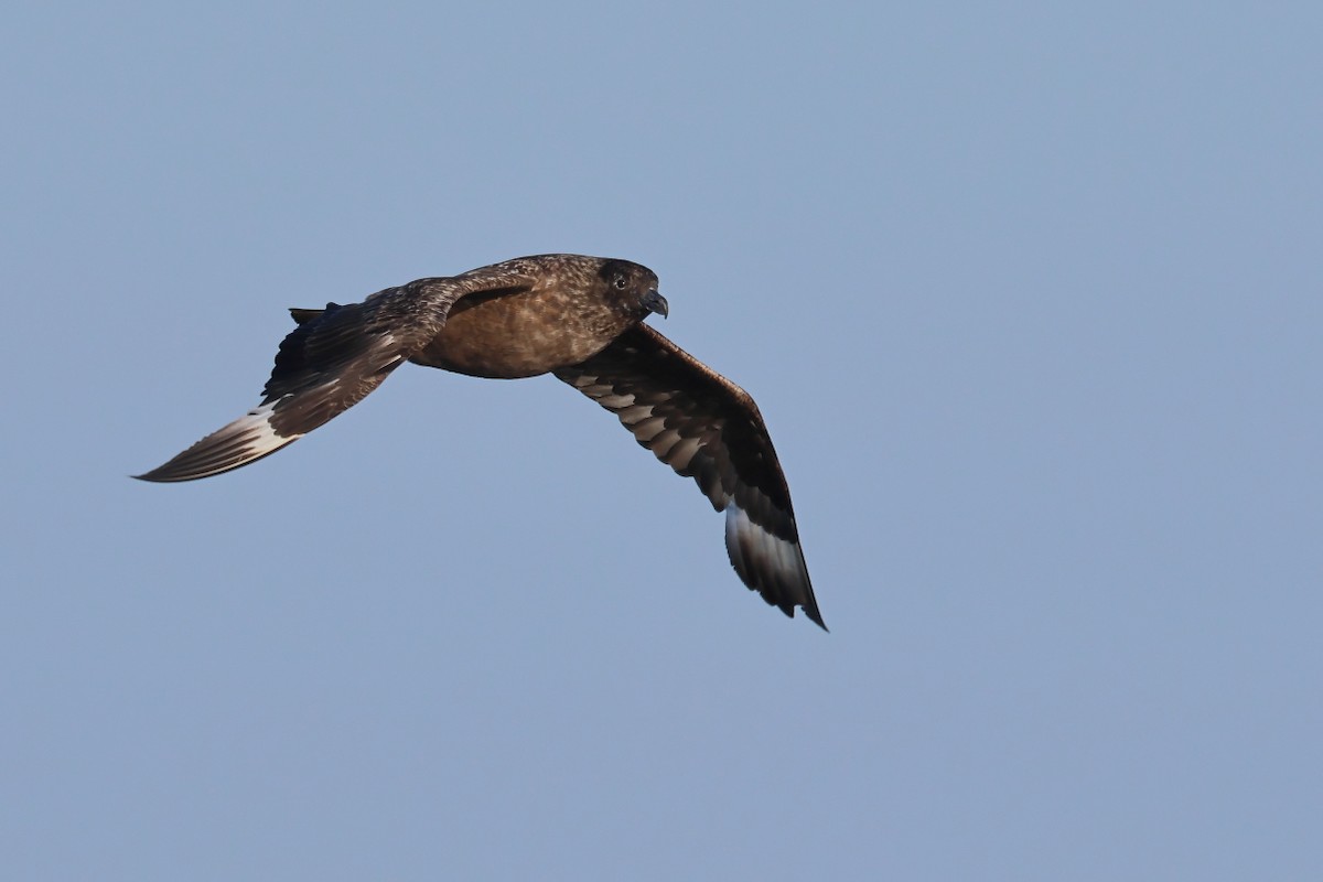 Great Skua - António Gonçalves