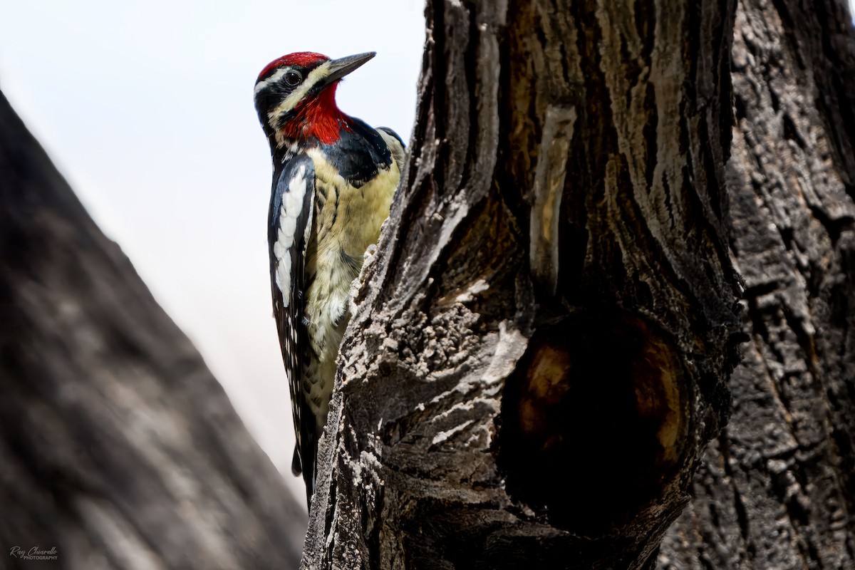 Red-naped Sapsucker - ML624168352