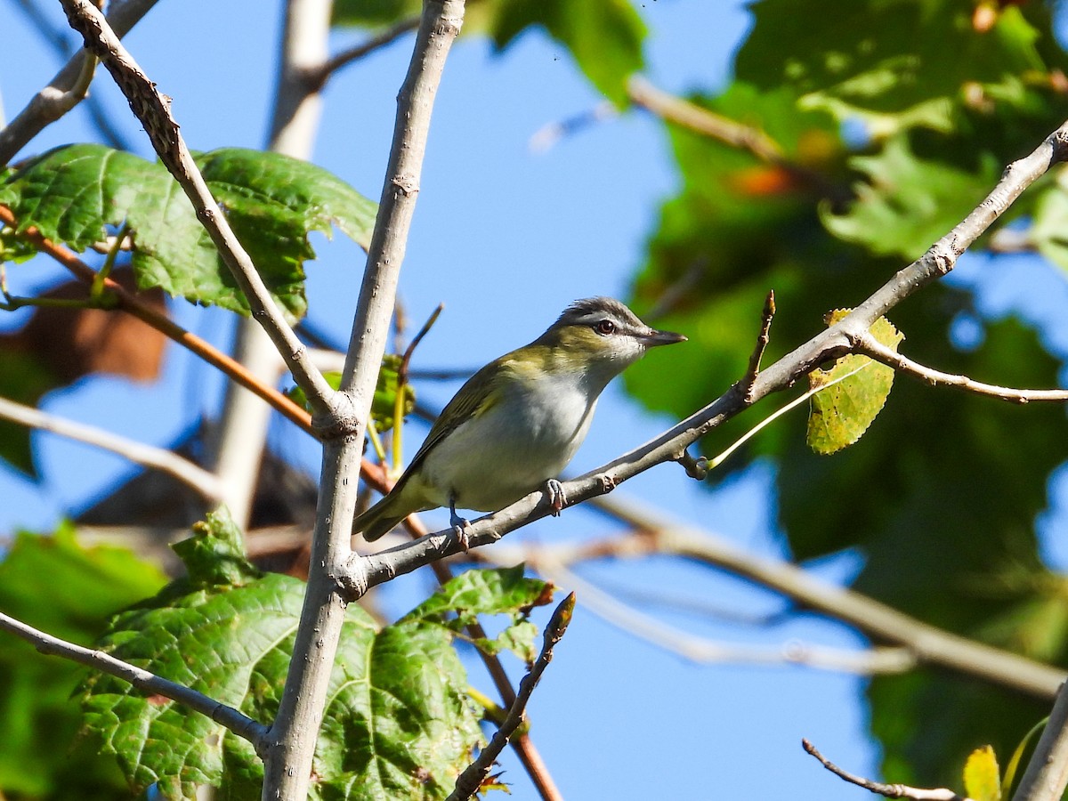 rødøyevireo - ML624168389