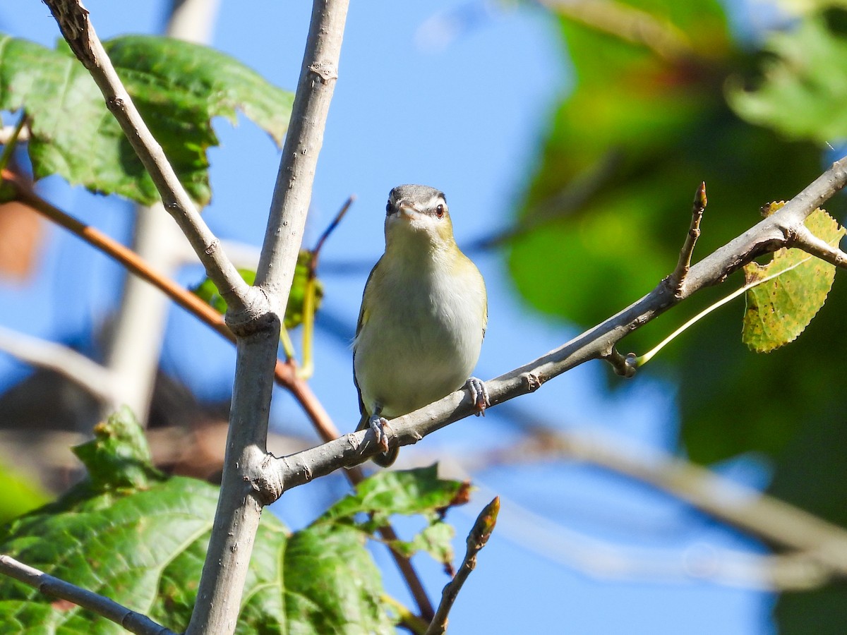 Kızıl Gözlü Vireo - ML624168390