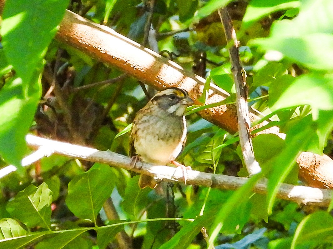 White-throated Sparrow - ML624168397