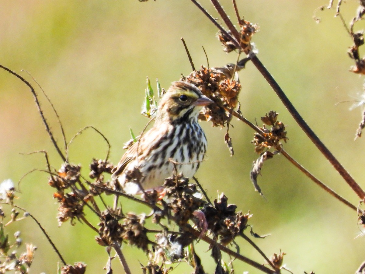 Savannah Sparrow - ML624168400