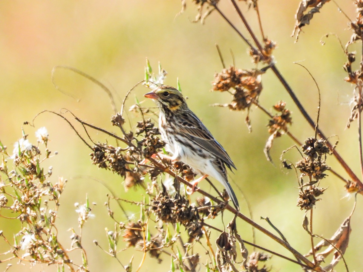 Savannah Sparrow - ML624168401