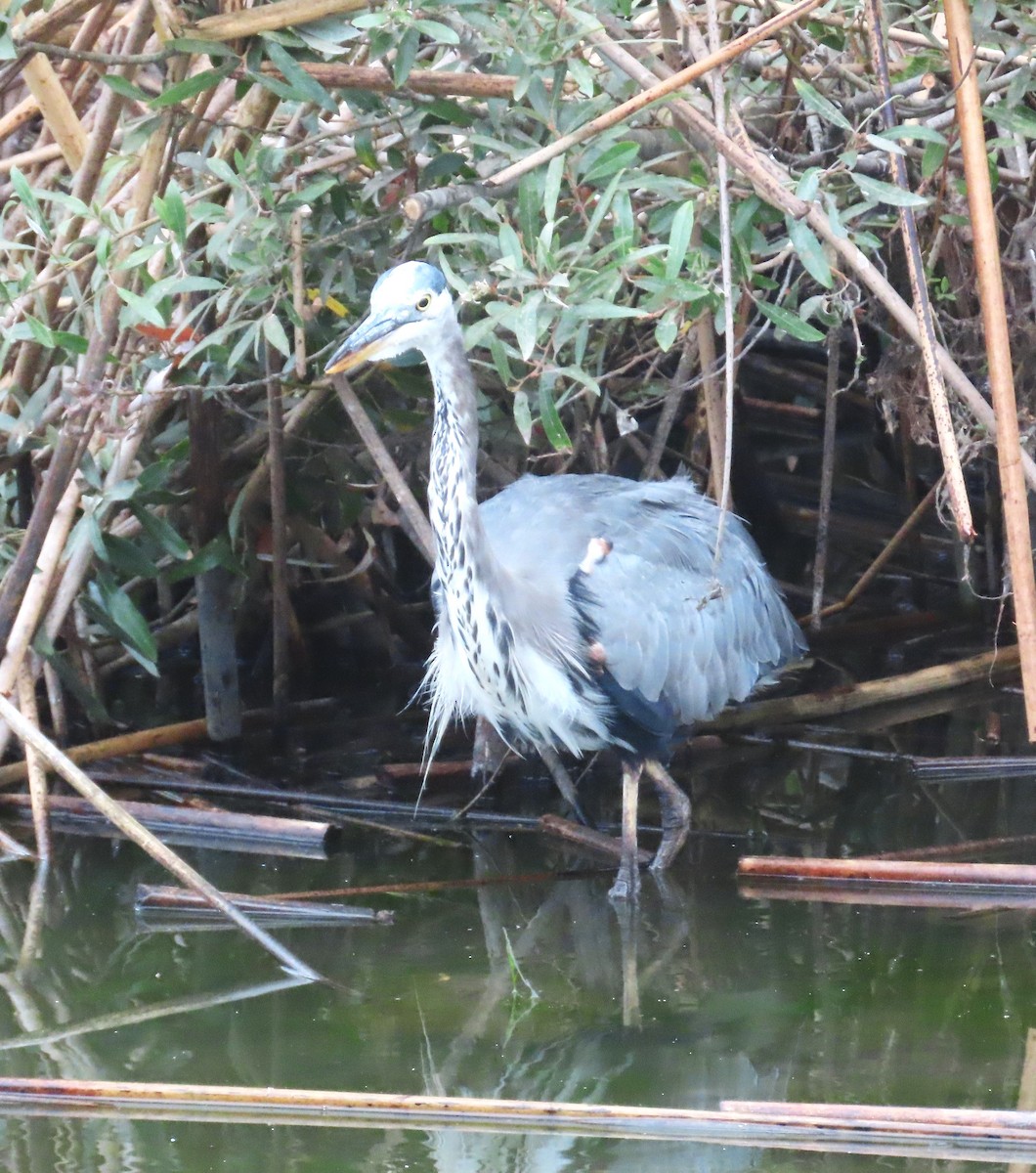 Great Blue Heron - Maggie Smith