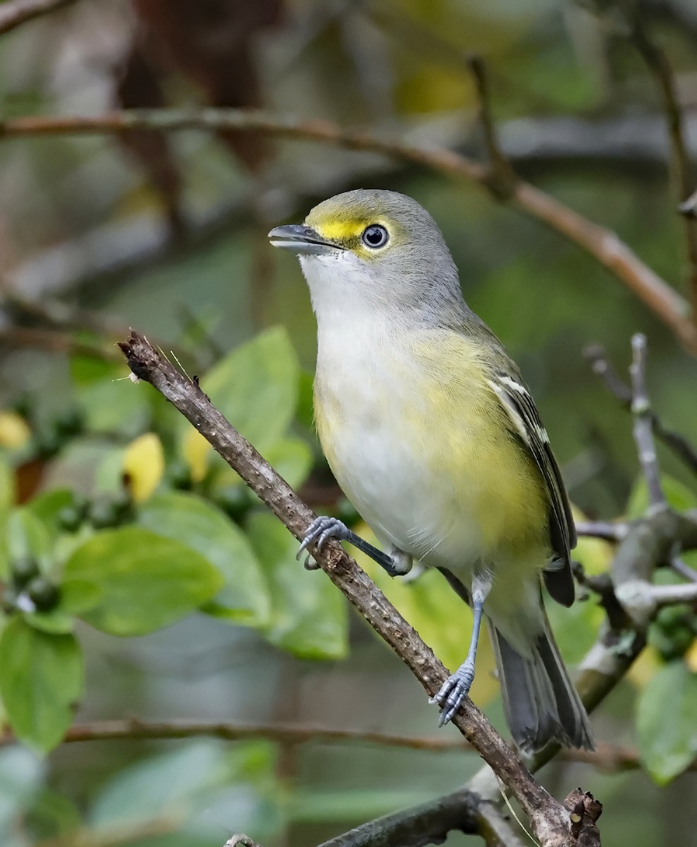 Ak Gözlü Vireo - ML624168445