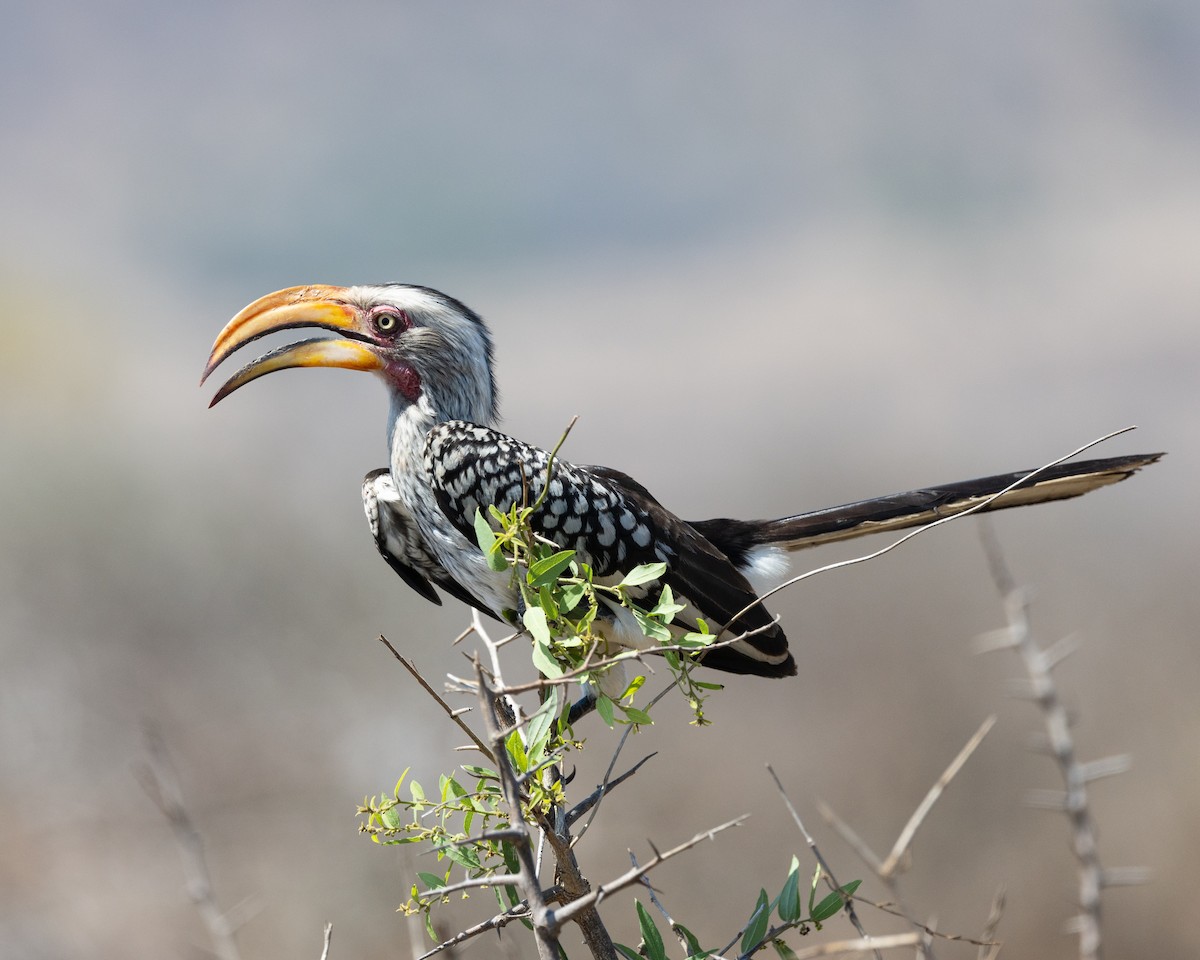 Southern Yellow-billed Hornbill - ML624168498