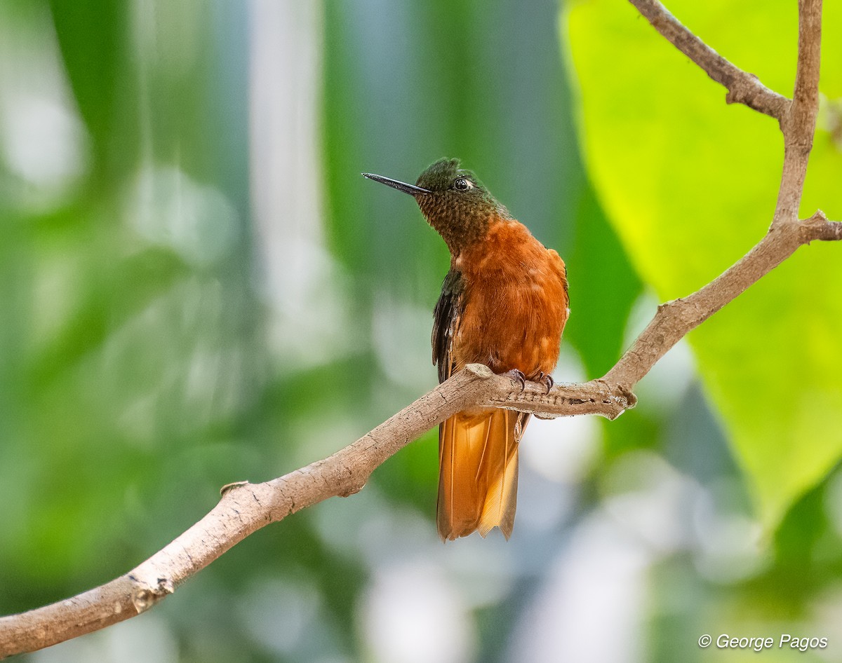 Chestnut-breasted Coronet - ML624168501