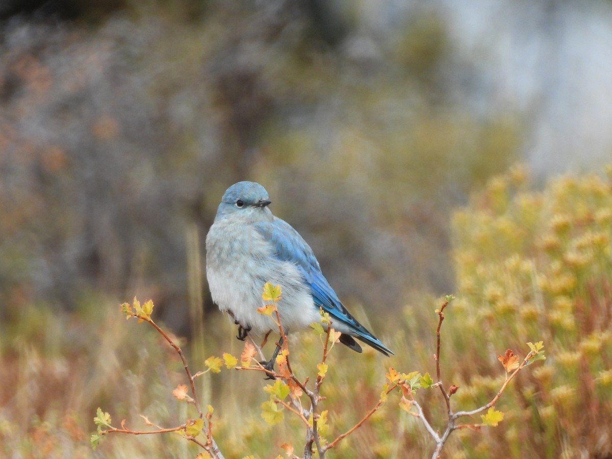 Mountain Bluebird - Kristen Suggs