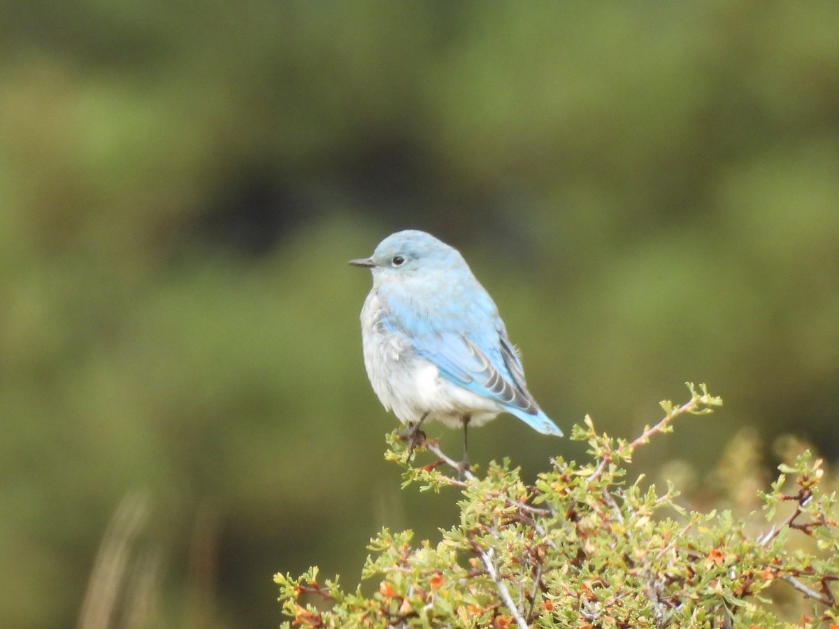 Mountain Bluebird - ML624168543