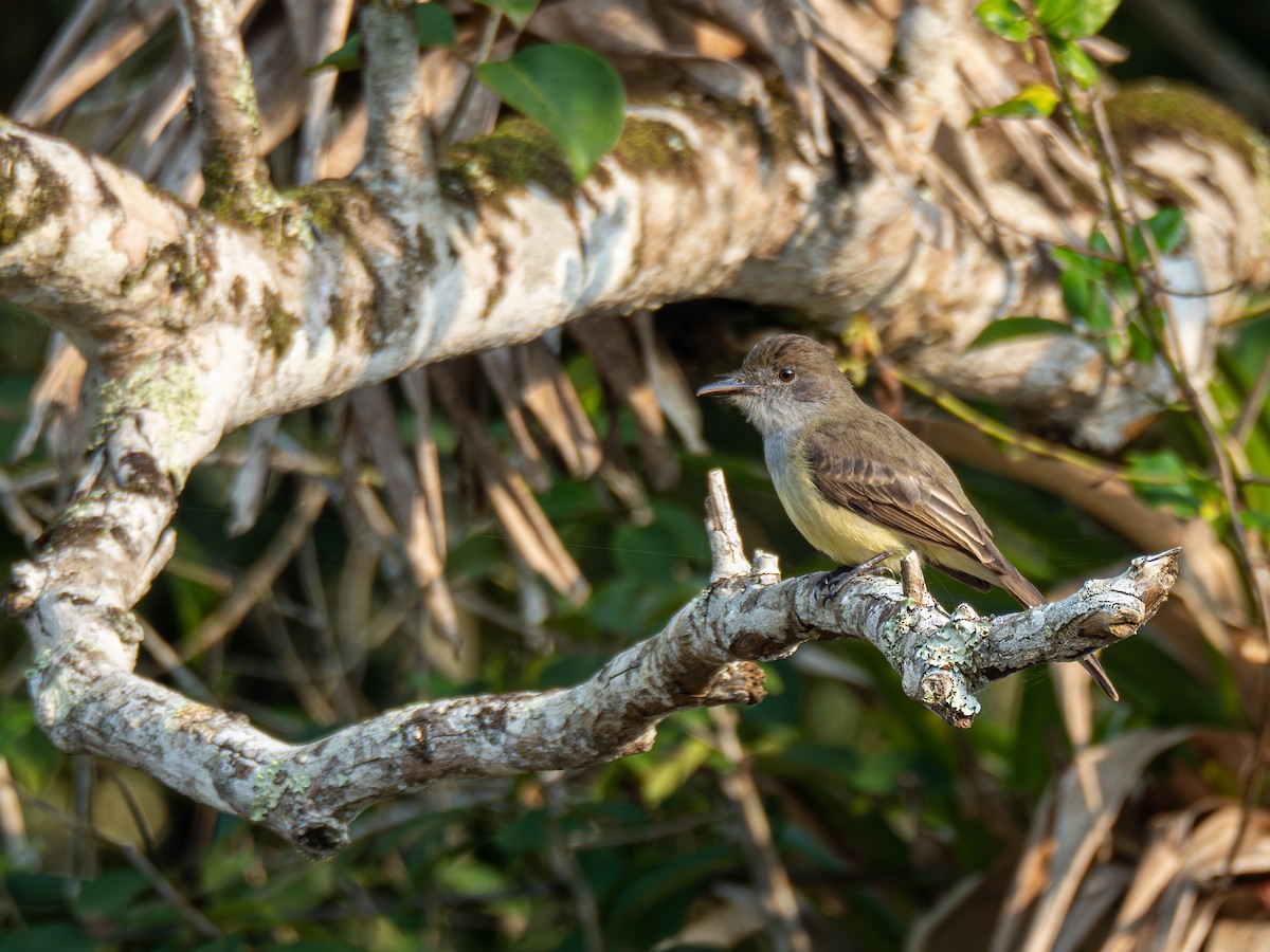 Short-crested Flycatcher - ML624168551