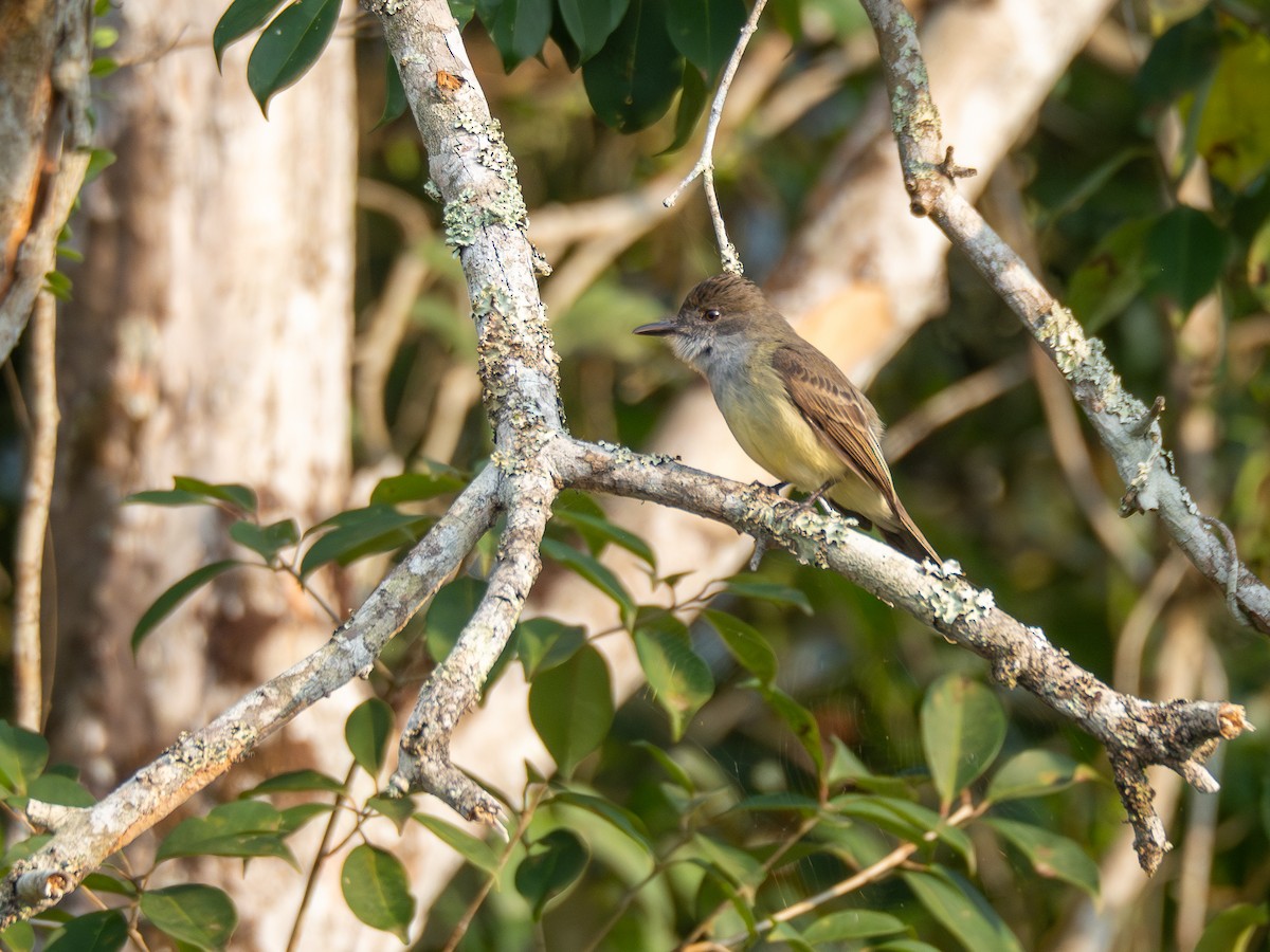 Short-crested Flycatcher - Vitor Rolf Laubé