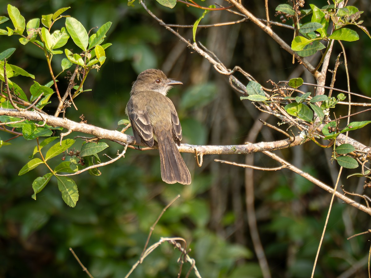 Short-crested Flycatcher - ML624168554