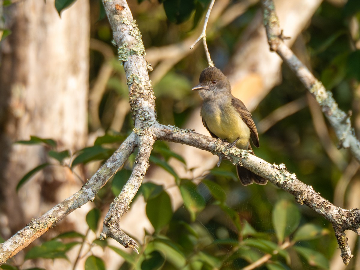 Short-crested Flycatcher - ML624168555