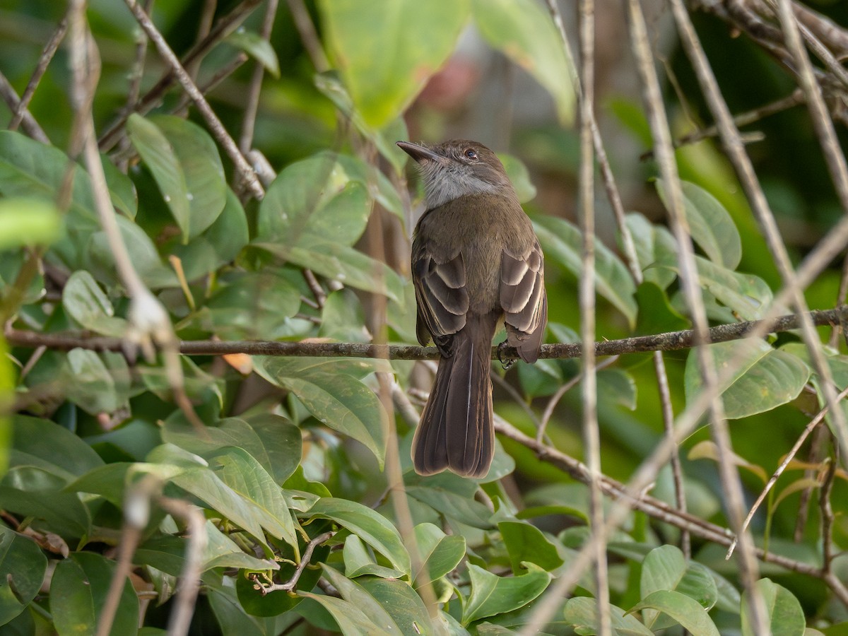 Short-crested Flycatcher - ML624168556