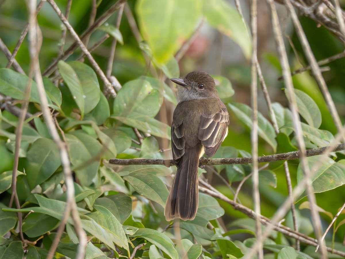 Short-crested Flycatcher - ML624168557