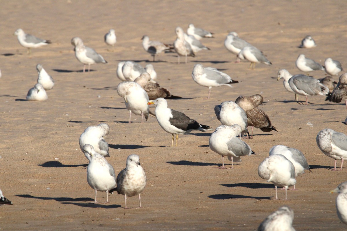 Lesser Black-backed Gull - ML624168571