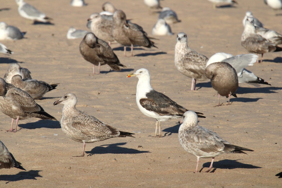 Lesser Black-backed Gull - ML624168577