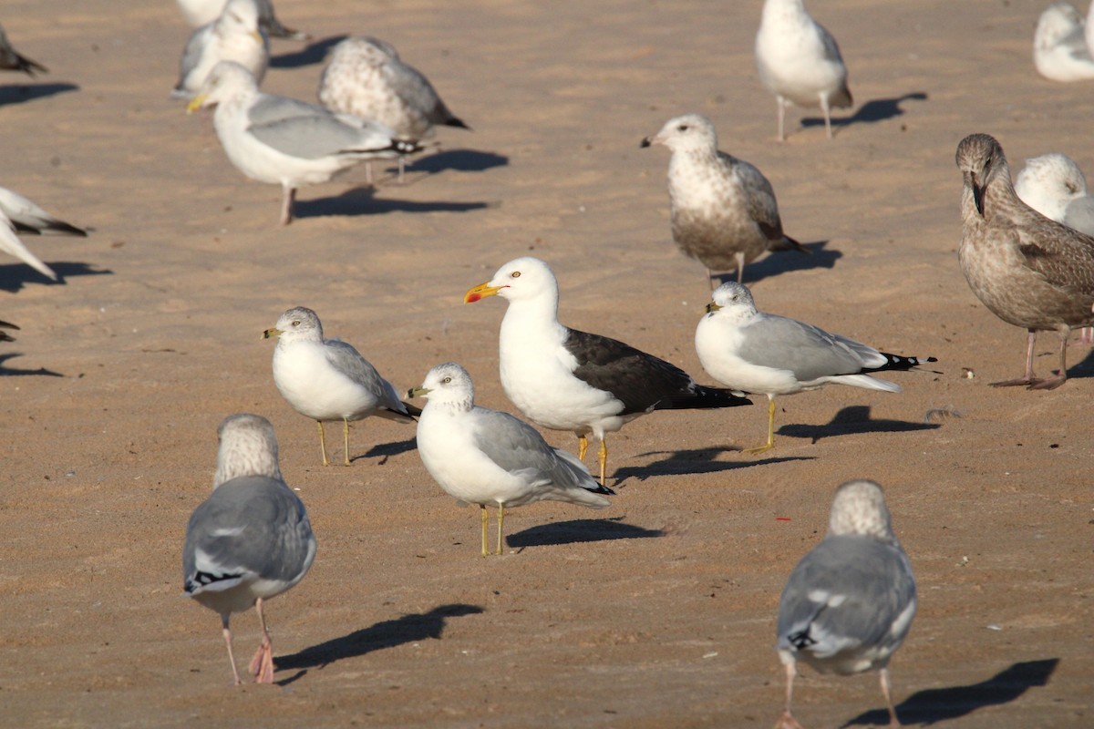 Lesser Black-backed Gull - ML624168582