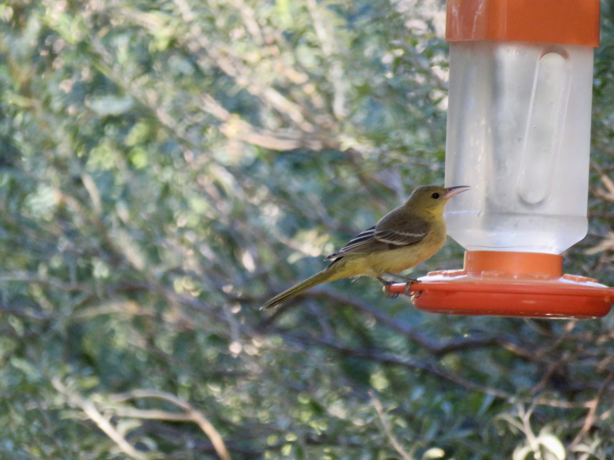 Hooded Oriole - ML624168603