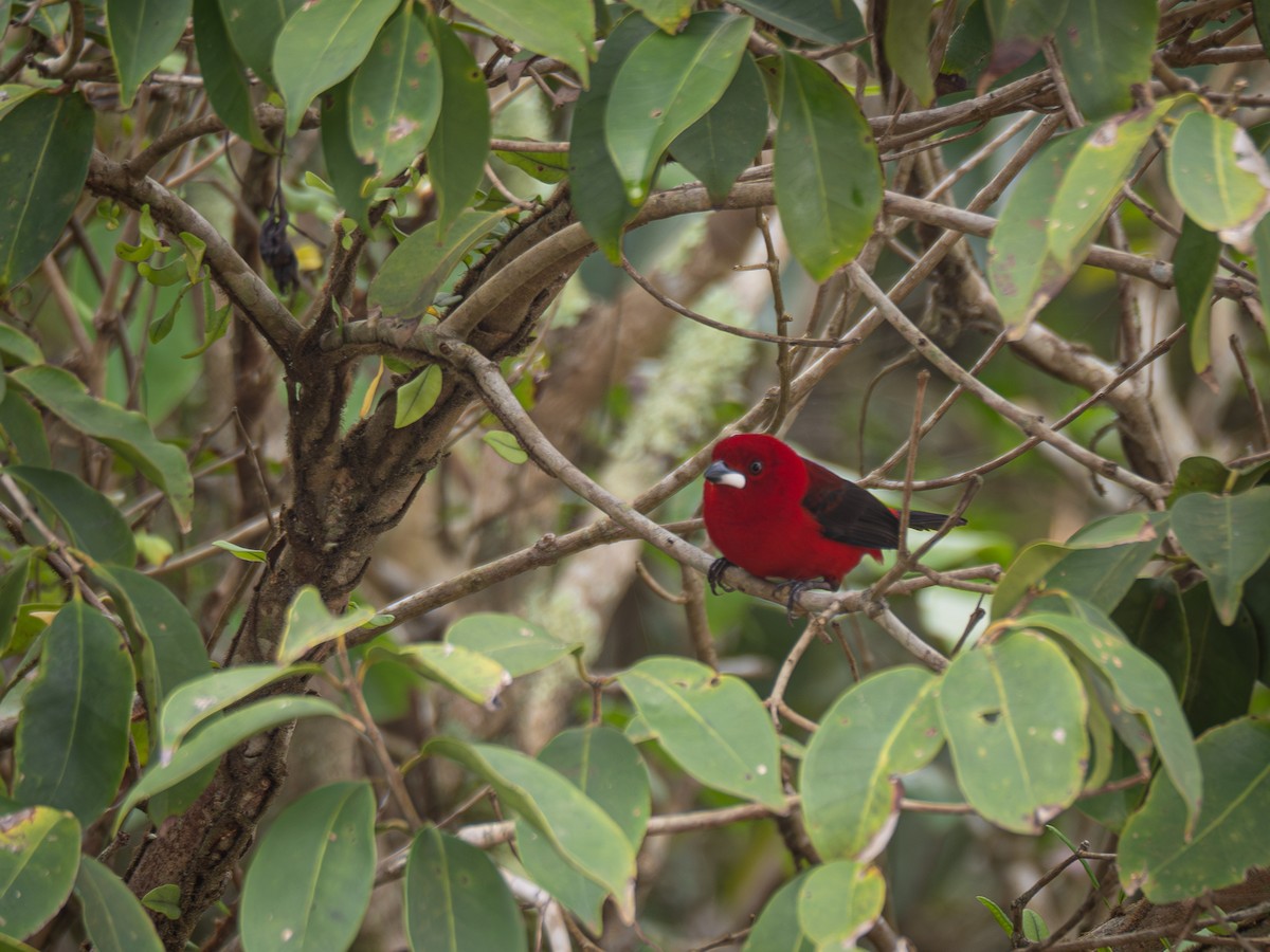 Brazilian Tanager - ML624168614