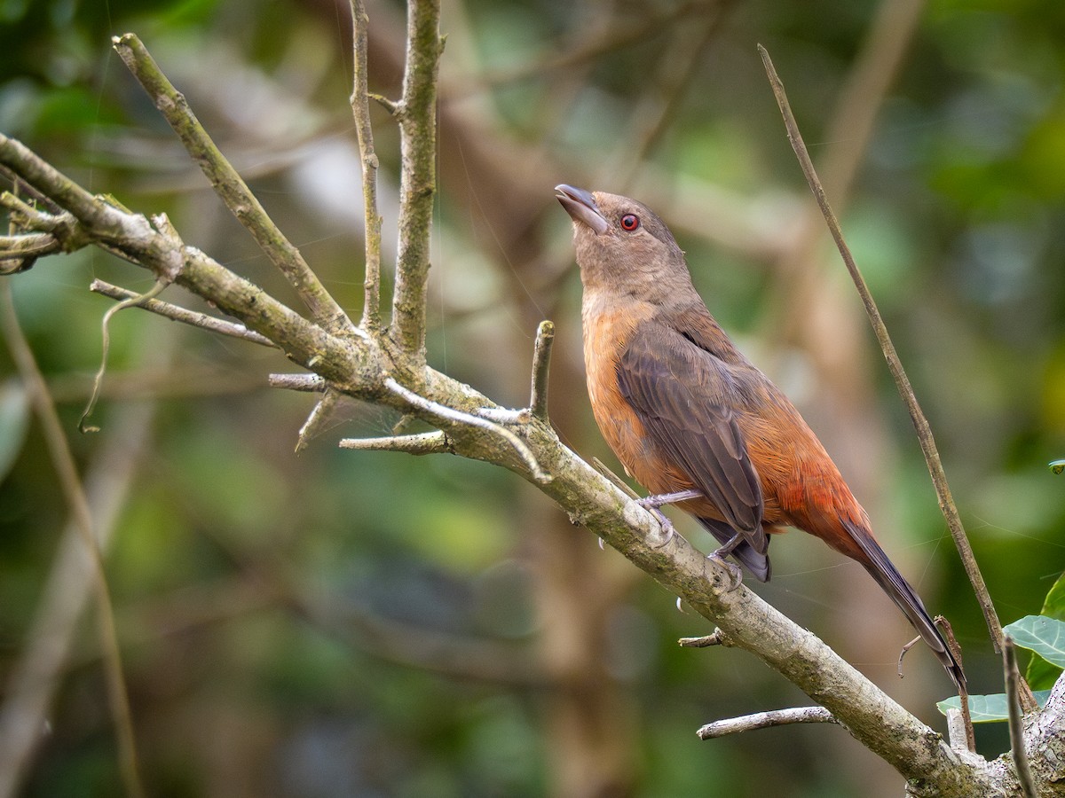 Brazilian Tanager - ML624168615