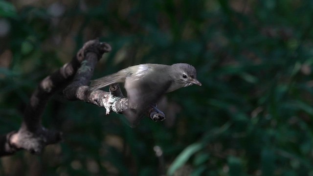 Warbling Vireo - ML624168617