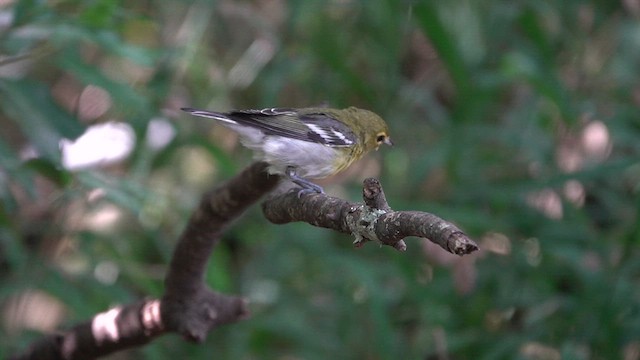 Yellow-throated Vireo - ML624168631