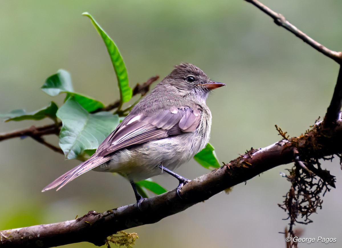 Sierran Elaenia - ML624168642