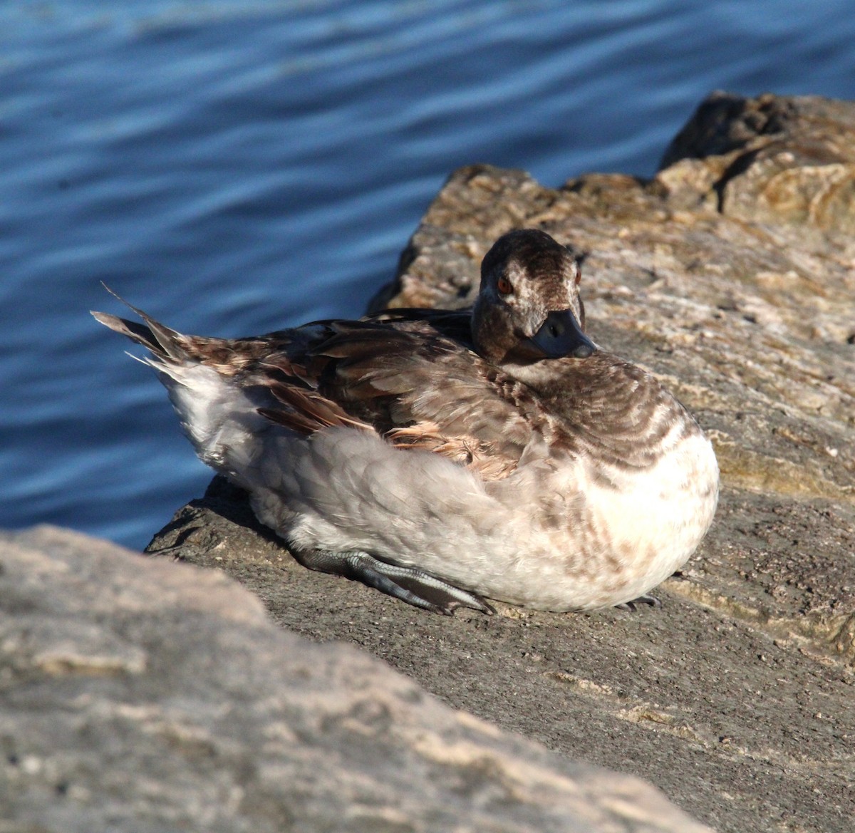 Long-tailed Duck - ML624168662