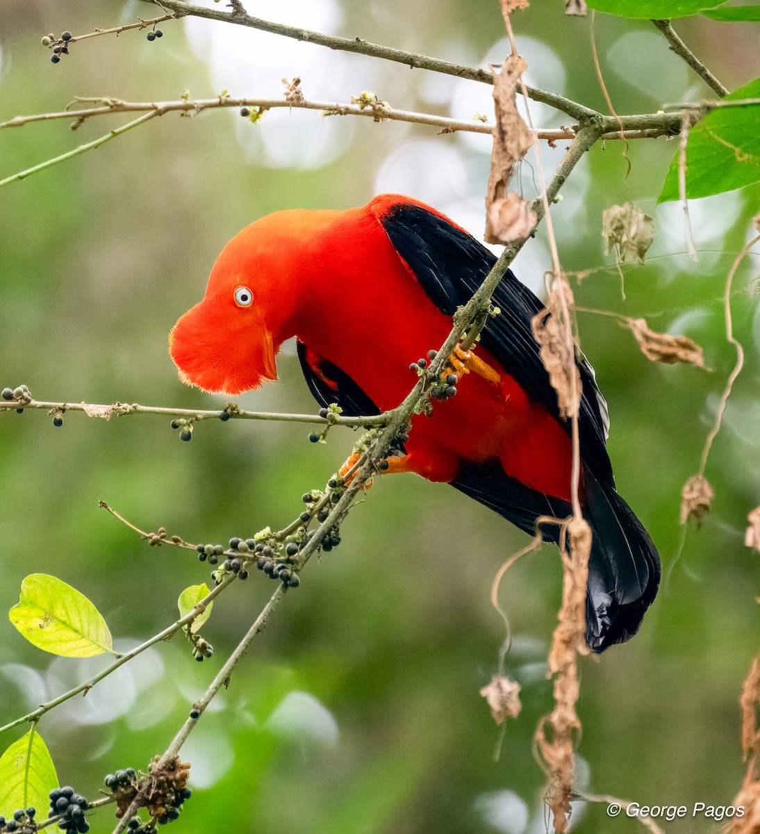 Andean Cock-of-the-rock - ML624168666