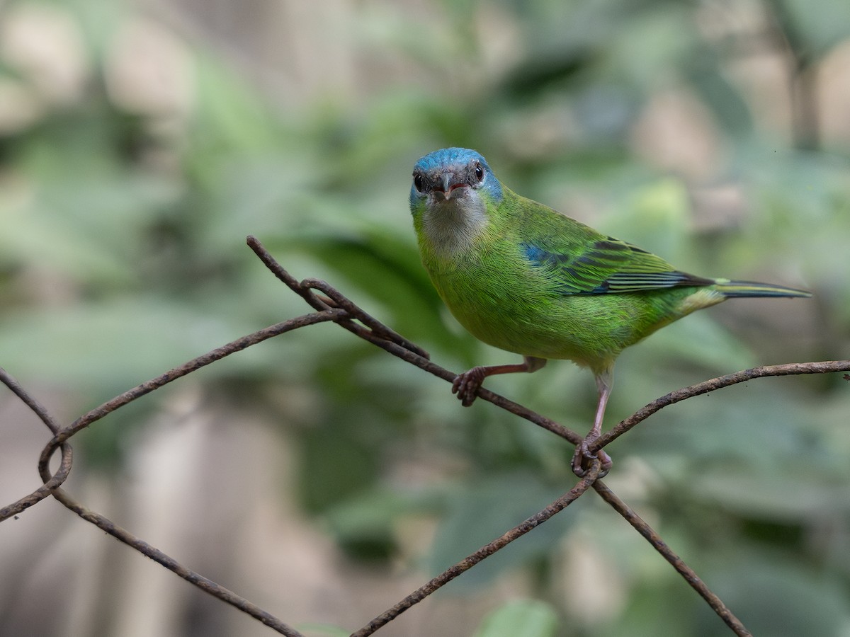 Dacnis bleu - ML624168669