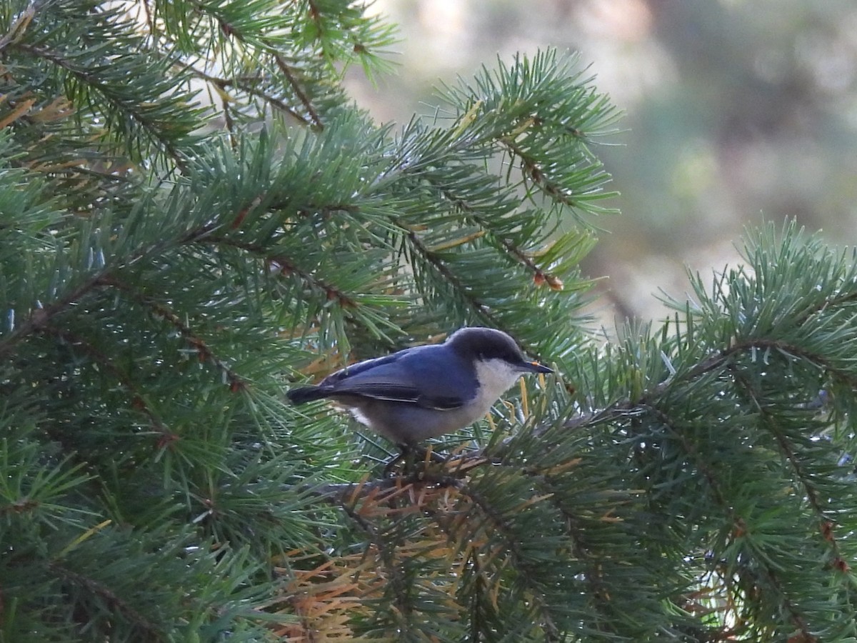 Pygmy Nuthatch - ML624168675