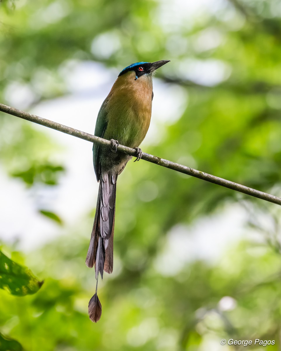 Andean Motmot - ML624168688