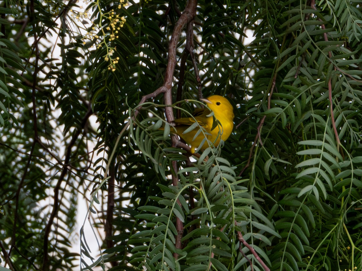 Yellow Warbler (Northern) - Alvaro Rojas 𝙌𝙧𝙤. 𝘽𝙞𝙧𝙙𝙞𝙣𝙜 𝙏𝙤𝙪𝙧𝙨