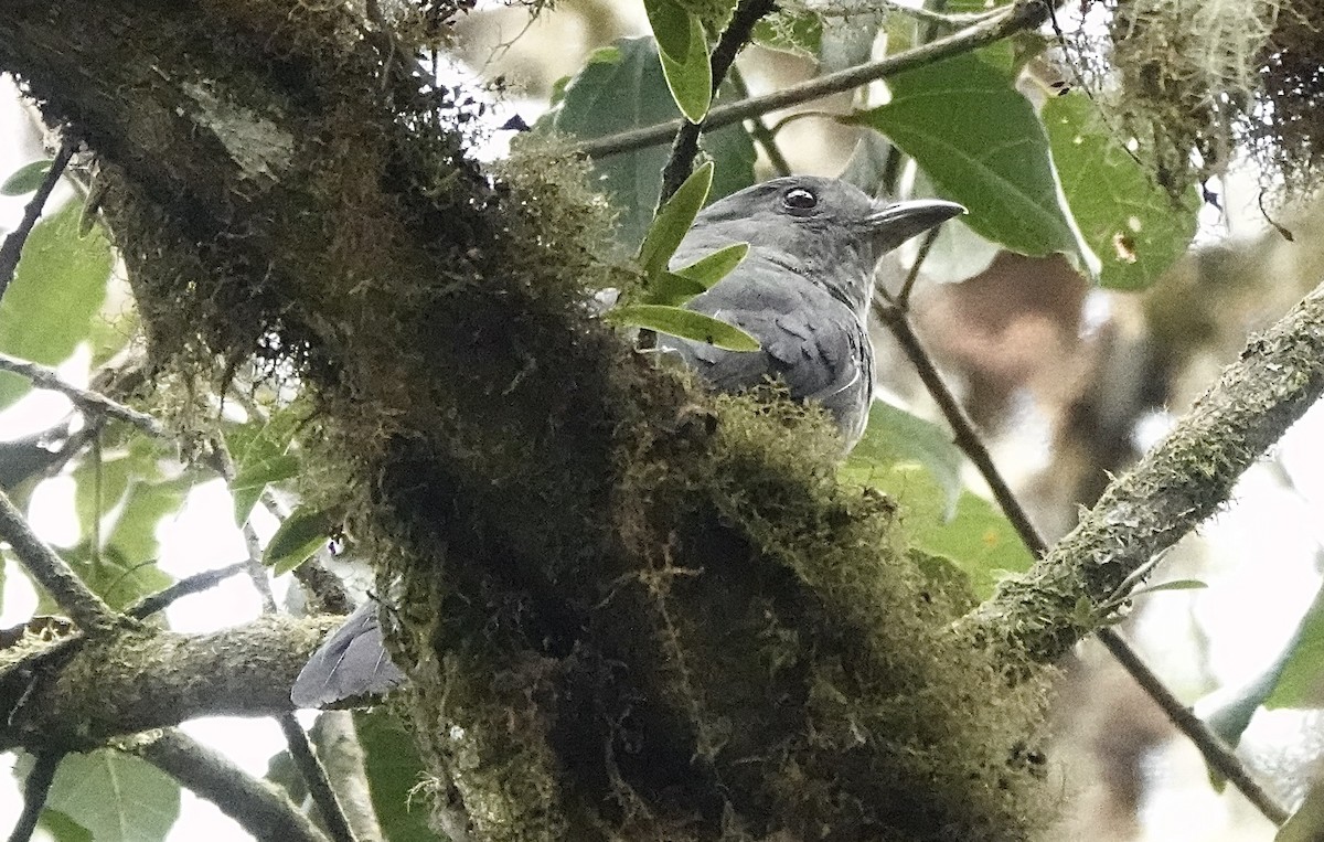 Scimitar-winged Piha - ML624168707