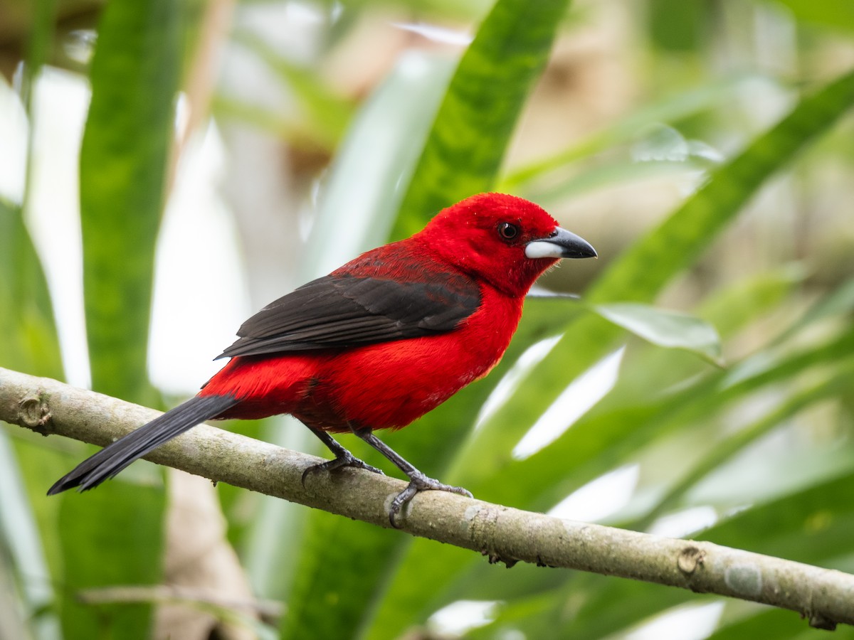 Brazilian Tanager - Vitor Rolf Laubé