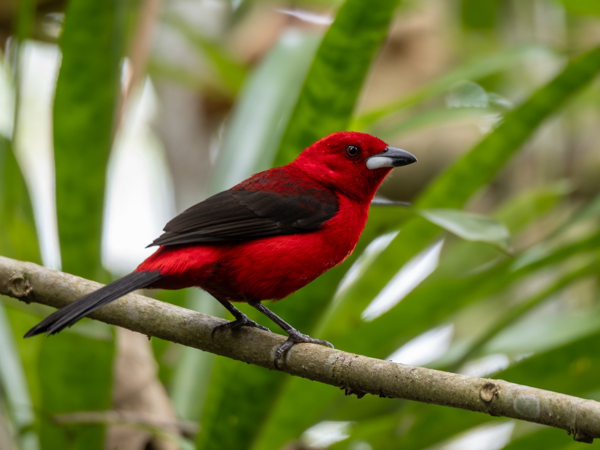 Brazilian Tanager - ML624168710