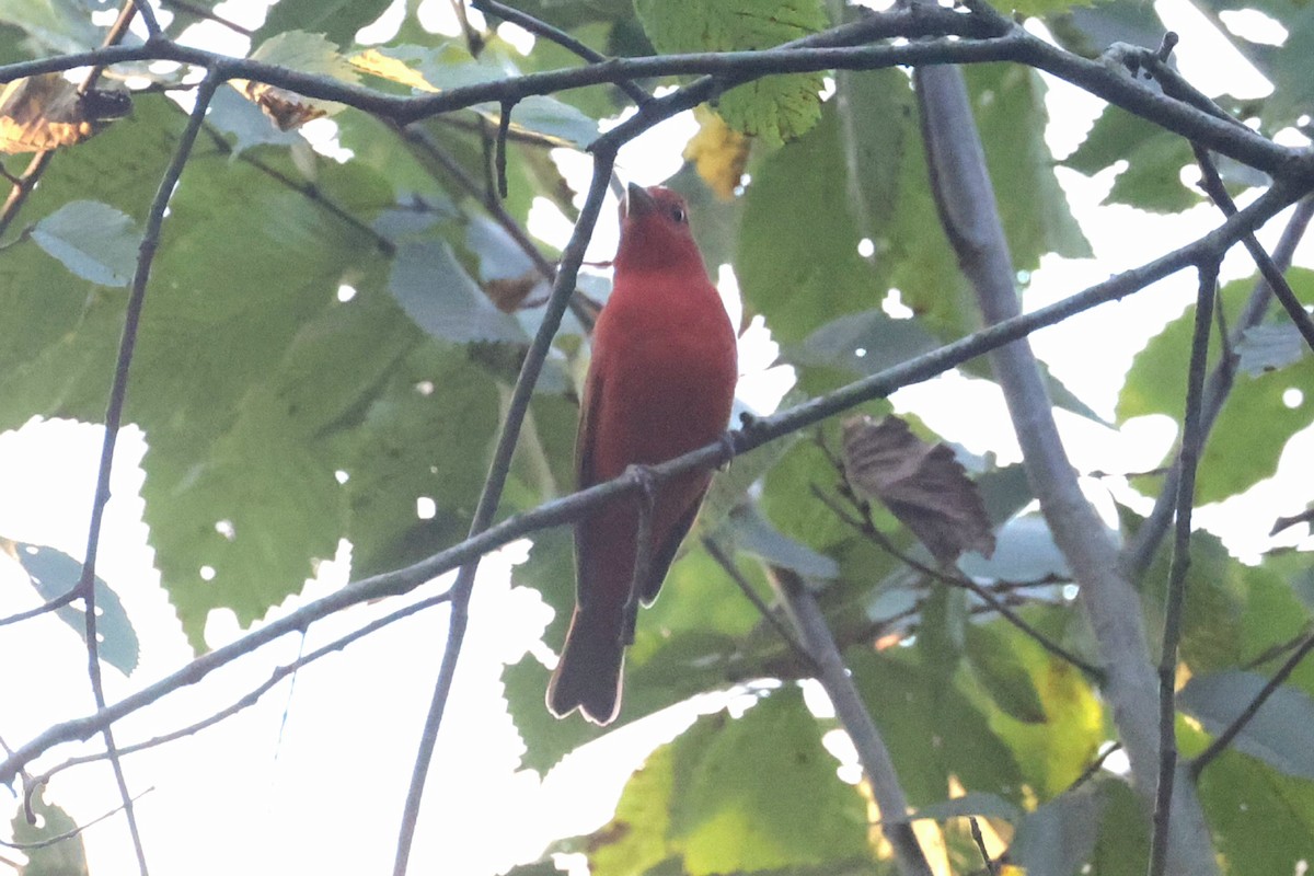 Summer Tanager - ML624168729