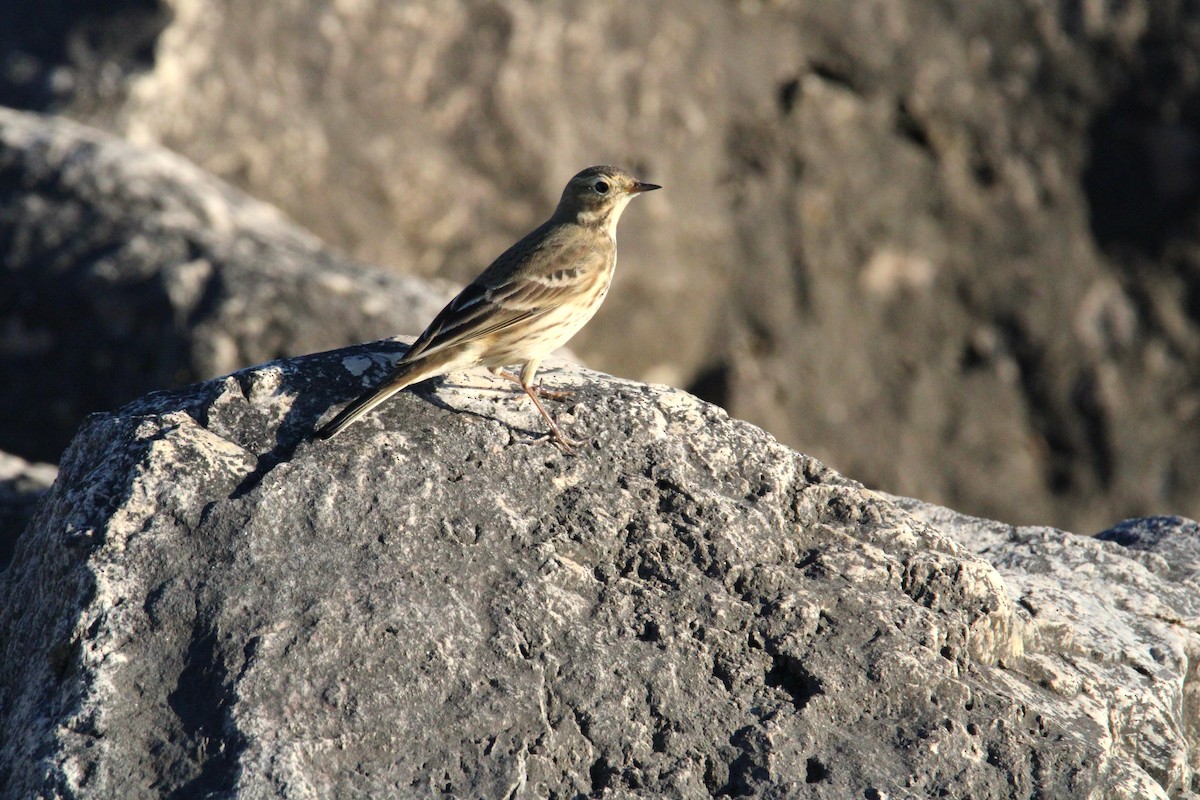 American Pipit - ML624168736