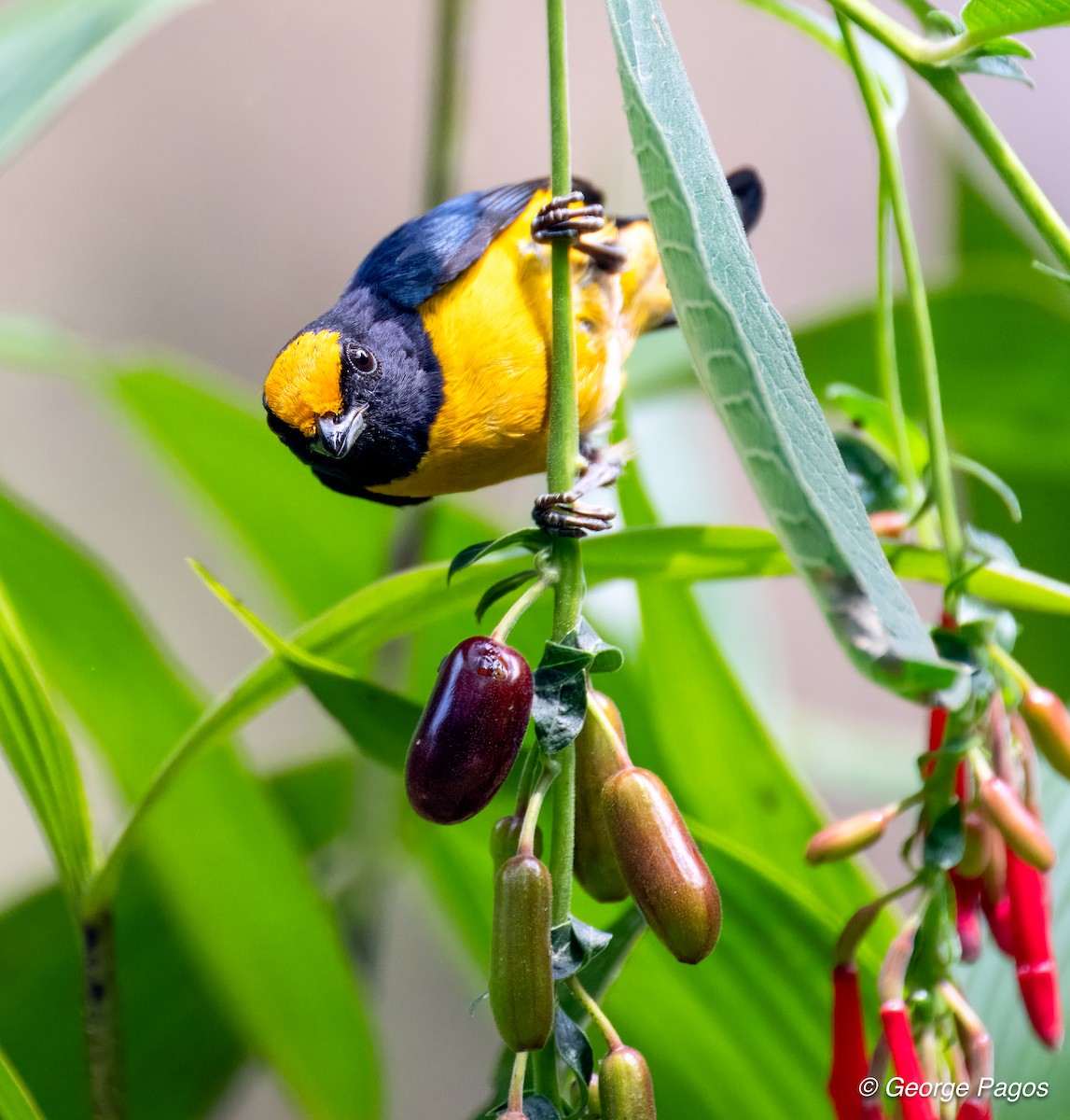 Orange-bellied Euphonia - ML624168772