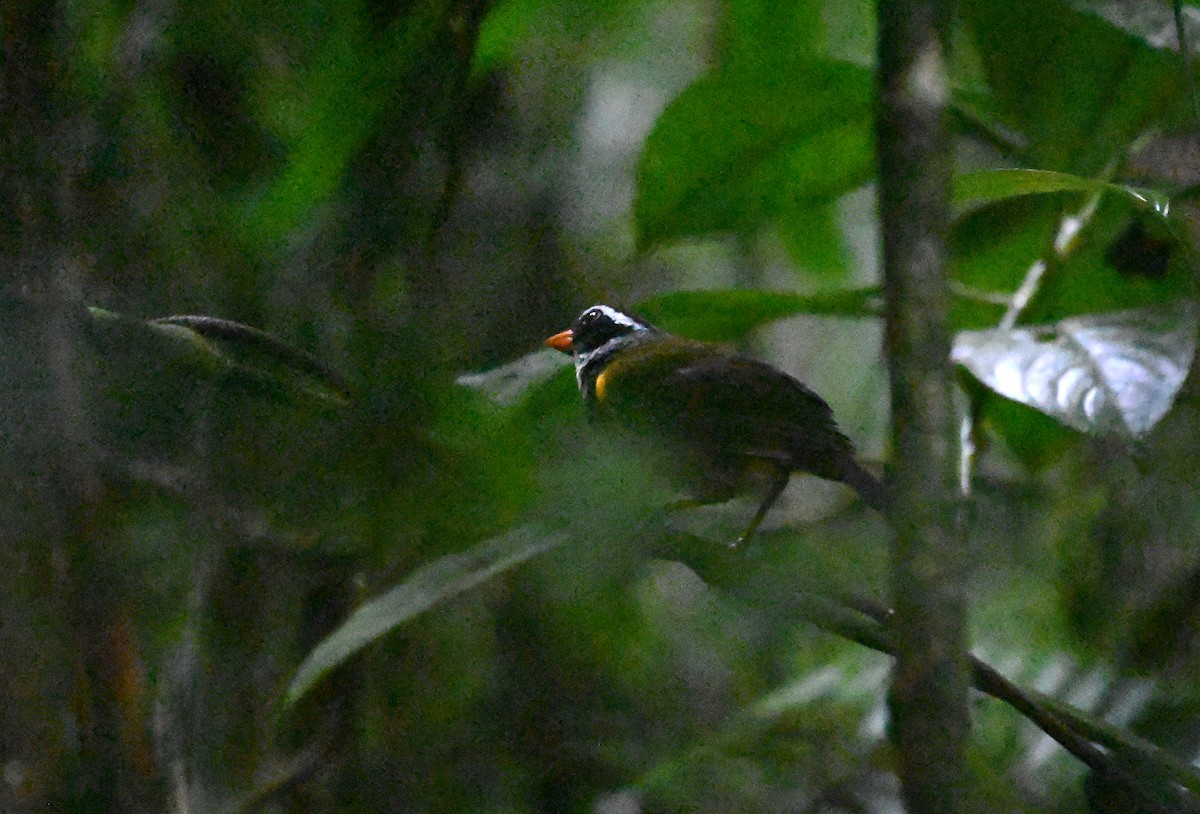 Orange-billed Sparrow - ML624168805