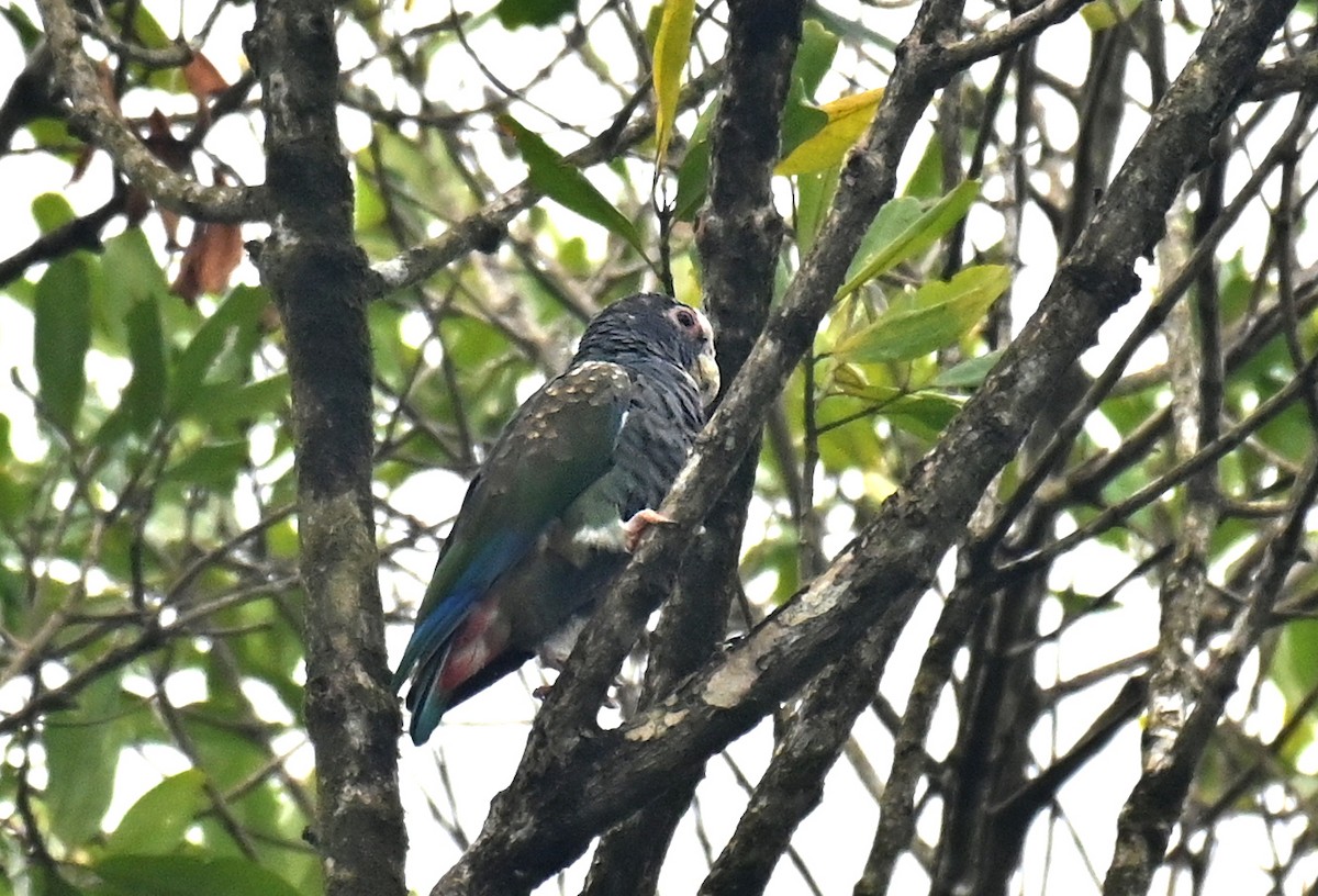 White-crowned Parrot - ML624168841