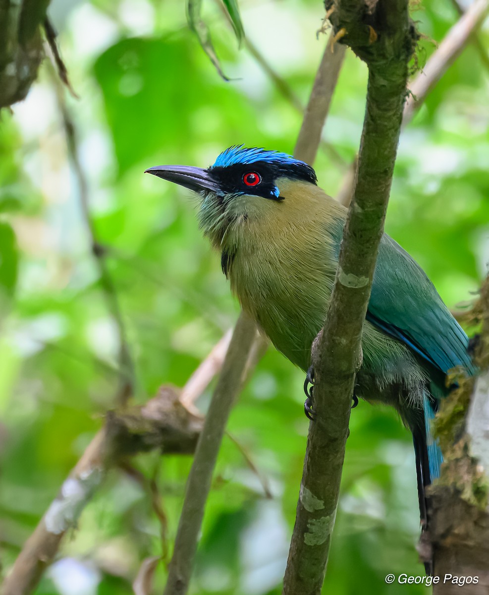 Andean Motmot - ML624168844