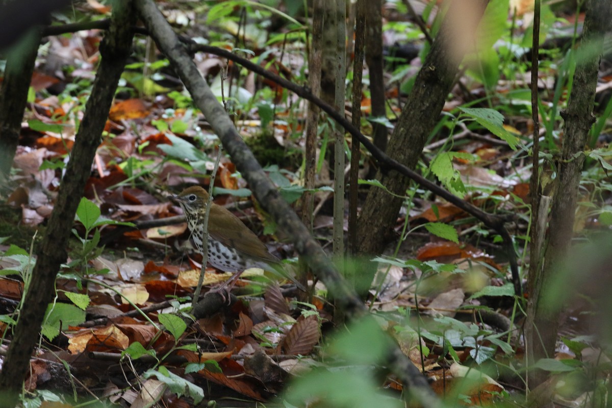 flekkskogtrost - ML624168854