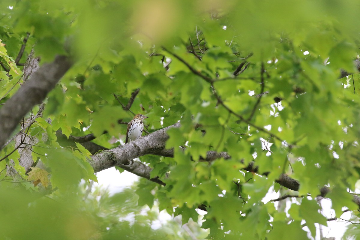 flekkskogtrost - ML624168855